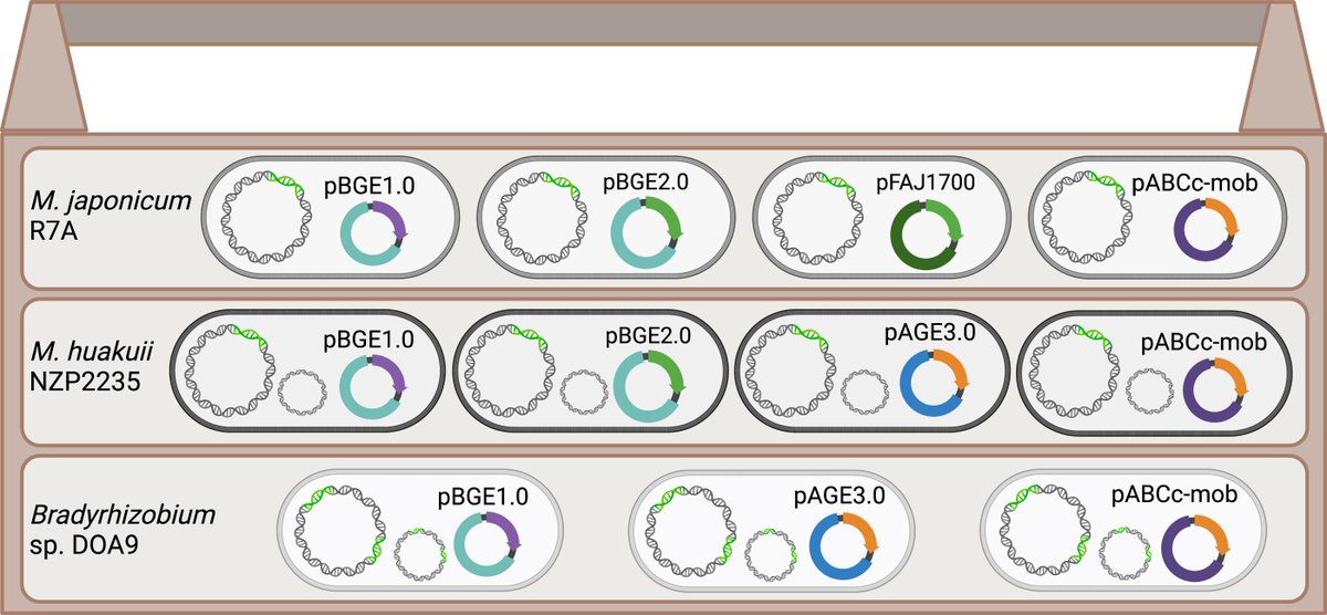 Karas Lab (@karaslab) on Twitter photo The final version of our newest publication. First steps towards creating designer nitrogen-fixing organelles. Congrats to <a href="/jordynsmeaney/">Jordyn Meaney (they/xe)</a> <a href="/George_diCenzo/">George C diCenzo</a>
and all authors!
cdnsciencepub.com/doi/full/10.11… The final version of our newest publication. First steps towards creating designer nitrogen-fixing organelles. Congrats to <a href="/jordynsmeaney/">Jordyn Meaney (they/xe)</a> <a href="/George_diCenzo/">George C diCenzo</a>
and all authors!
cdnsciencepub.com/doi/full/10.11…