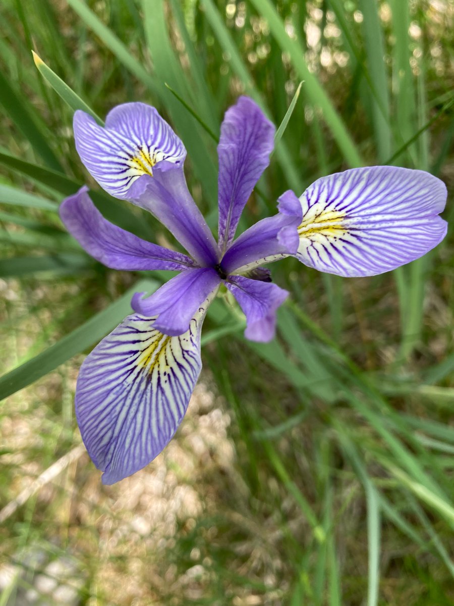 The pasture filled
with wild iris
sea of blue.

#poetry