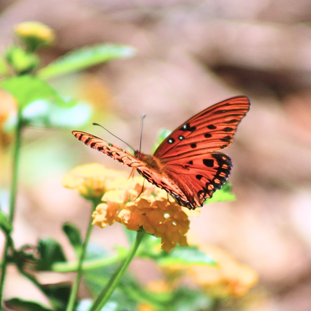 🌿 It's #GardeningForWildlifeMonth, and The Underline is abuzz with native butterflies, birds, and bees!

Can you identify these native #butterflies?

Last week, we were thrilled to spot stunning Gulf Fritillaries (image 1) on our #native lantana and (1/3)
