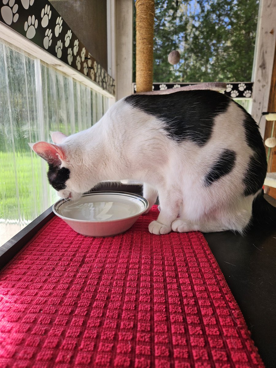 Out in my catio today! Sunshine 🌞 finally! Gotta stay hydrated in the sunshine! Meowmy says she will put my fountain out here today. Hope mew have a purrfect #MovingMonday! #cowcat #CatsofTwitterX #AdoptDontShop #StaySafeFurrends