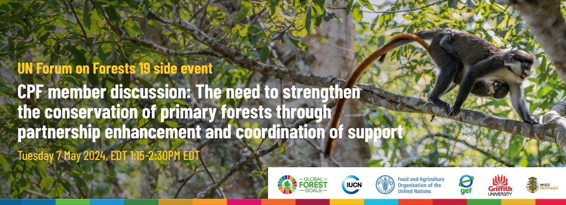 Are you attending #UNFF19 this week? 🧐 Join our interactive side-event highlighting the importance of primary forests in achieving the global agenda of sustainable development goals. 📍Conference Room 2 📆May 7, 2024 ⏰1:15-2:30 pm EDT 🔗Learn more: bit.ly/3WuVGg1