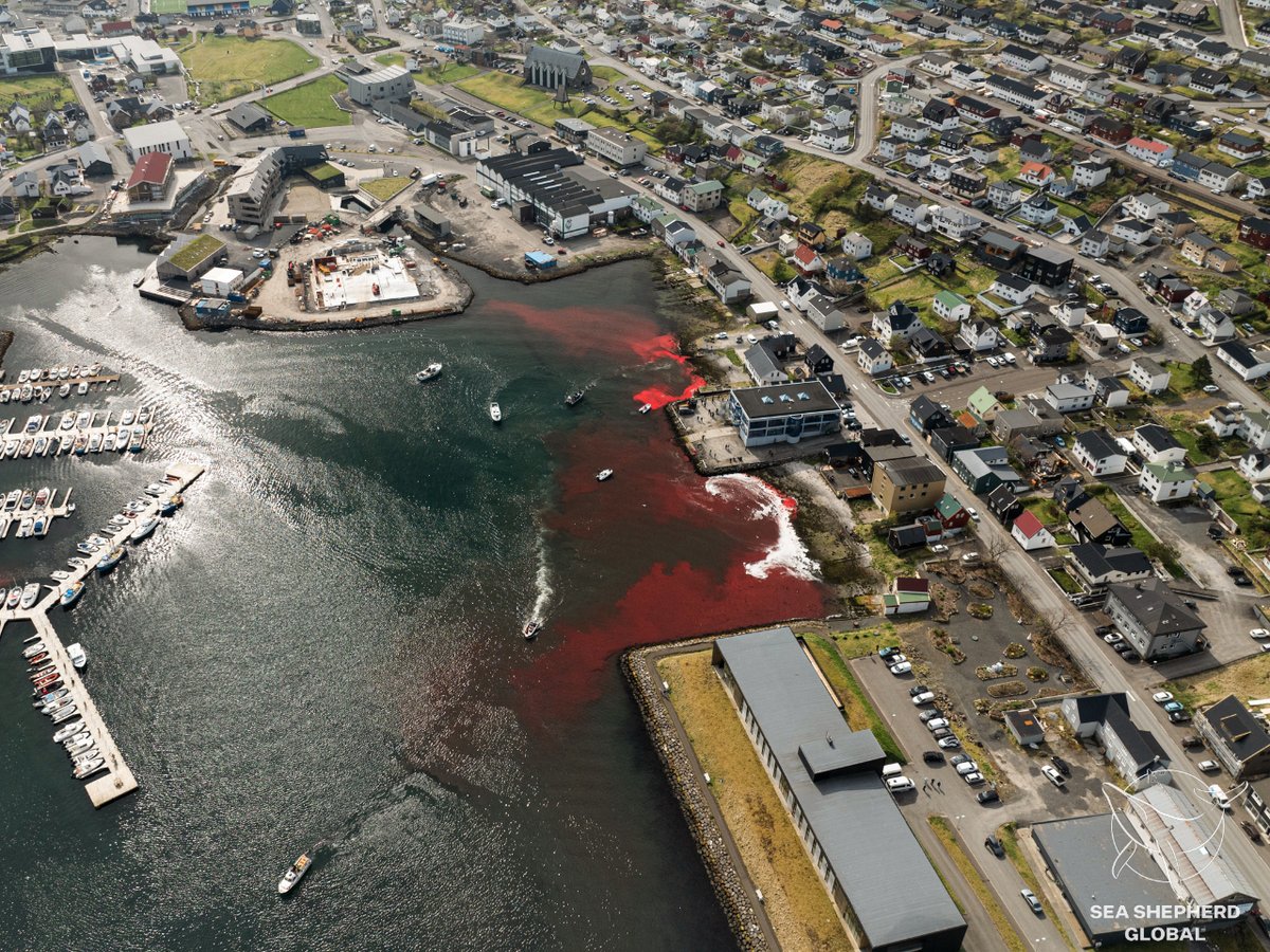⚠️#Breaking: 40 pilot whales killed in the first grind of 2024 in the #FaroeIslands. Our crew was there, gathering crucial evidence to stop this massacre. But we can't do it alone! Learn more about our ongoing efforts and how you can help us #StoptheGrind. seashepherdglobal.org/latest-news/fi…