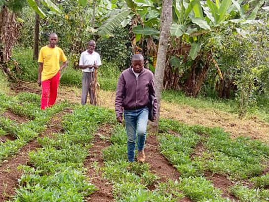 Farmers in the South Kivu and Kasaï provinces of the Democratic Republic of Congo (DRC) have adopted and started planting biofortified maize, beans, and sweet potato seeds distributed by HarvestPlus through the Multi-Sectoral Nutrition and Health Project (PMNS). The farmers are