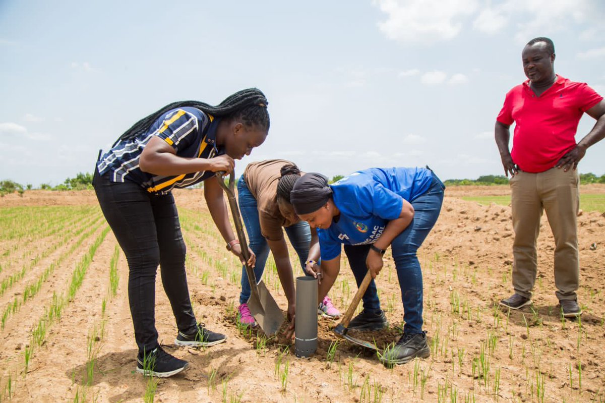 Staff of @AsiaAfricaCons are being trained on Alternate Wetting and Drying (AWD) techniques to reduce water usage while maintaining or increasing crop yield.   
#telecel #Accra #WaterConservation #SustainableFarming #AAC #AWD 🌾