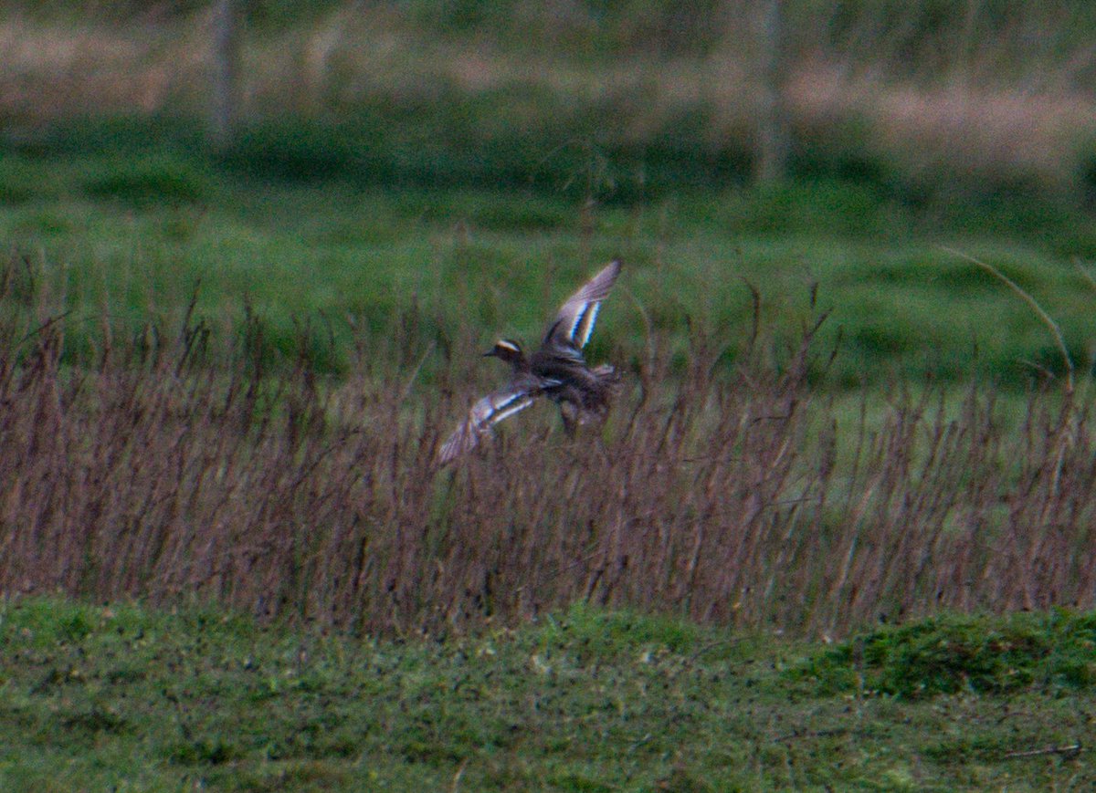 #174 Garganey, briefly visited the main pond at Cowpen Marsh before flying off and landing out of sight #tweentynetees