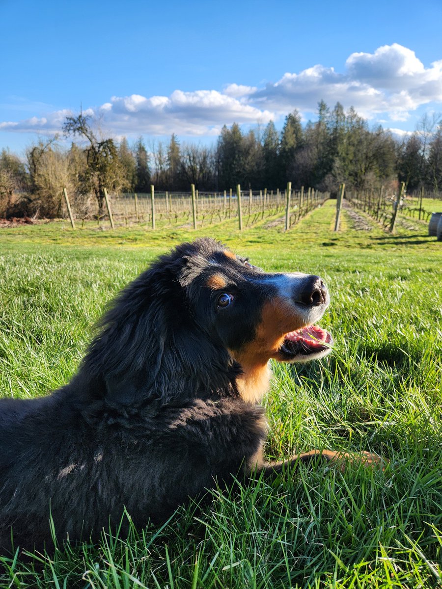 🐶Say hello to Autumn, Madelaine and Dempsey from <a href="/SingletreeWine/">Singletree Winery</a>, the winners of the Poured summer front cover contest! 

Check back in July to see more photos of these adorable winery pups in the upcoming issue of Poured!

-
Photos: Singletree Winery