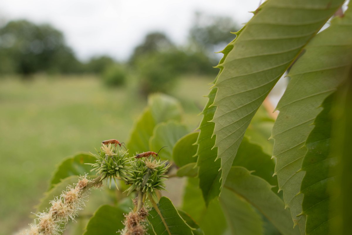 Harmful self-#pollination drives gynodioecy in European #chestnut, a self-incompatible #tree New #AJB research by @ClementLarue1 & @Petitrmy1 doi.org/10.1002/ajb2.1… #botany #evolution #Fagaceae @wileyplantsci @WileyEcolEvol