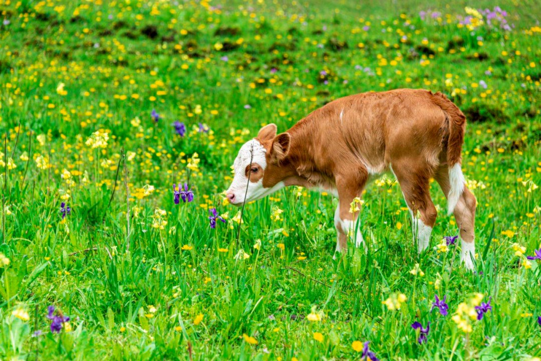 IIn the northwestern part of #Sichuan Province, there is a magical pure land, Aba Prefecture. ⛰When the flowers are in full bloom, cows and sheep are rushing around, you will be amazed by the magic of nature.✨ #scenery #travel