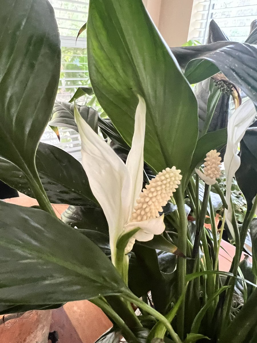 Because it’s just another manic Monday, I’m taking a break with my plants! Here’s a 1st for me…double peace lily bloom! 💚 #backtowork #peacelily #IthinkIcan