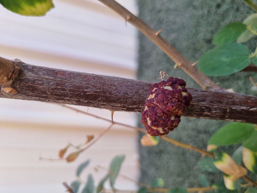 عبدالله البراك ابومحمد tweet media