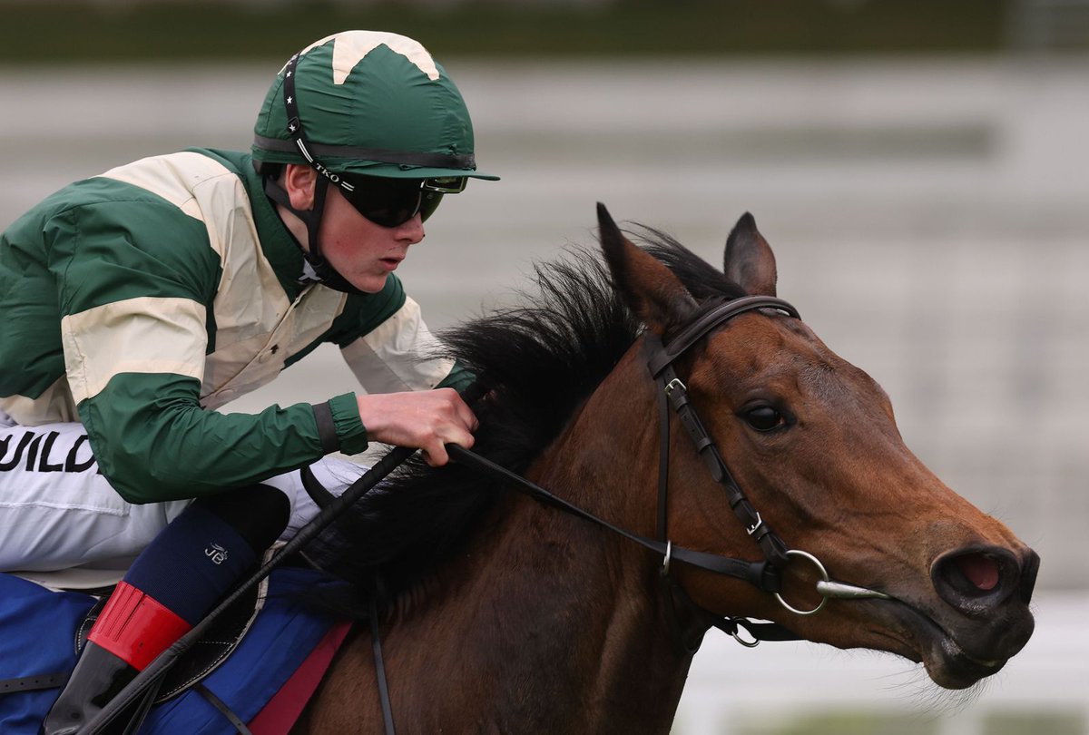 Irish Stallion Farms tweet media