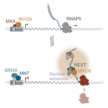Online Now: The MYCN oncoprotein is an RNA-binding accessory factor of the nuclear exosome targeting complex dlvr.it/T6VL01