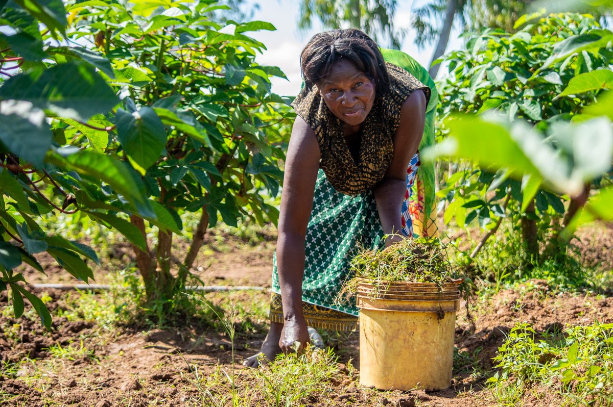 Did you know that in the DRC, women make up the majority of the workforce in agriculture? 💪 It is thanks to the hard work of local women and men that our agricultural field is yielding bountiful fruits and vegetables.