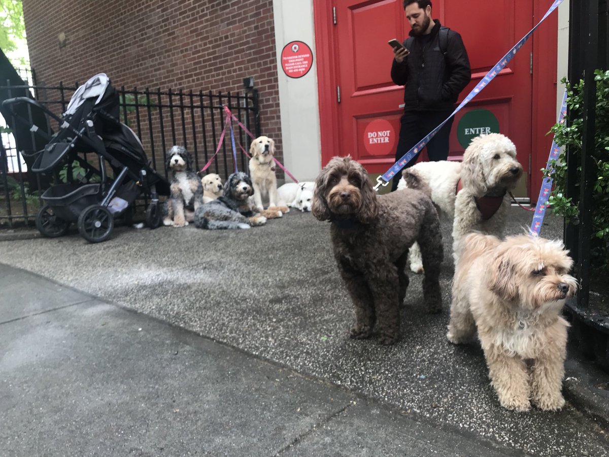 School of dogs #nyc