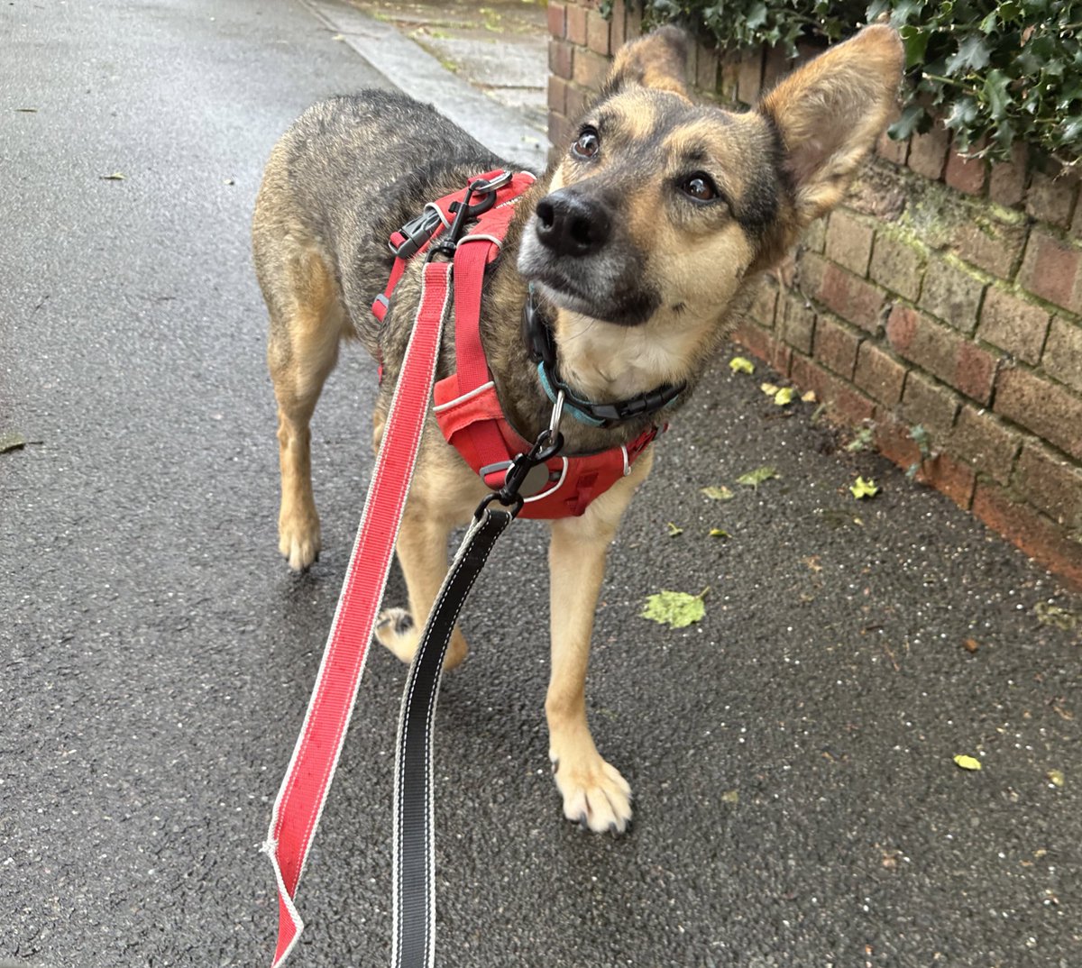 A nice gentle walk in the drizzle with #sophiefromromania