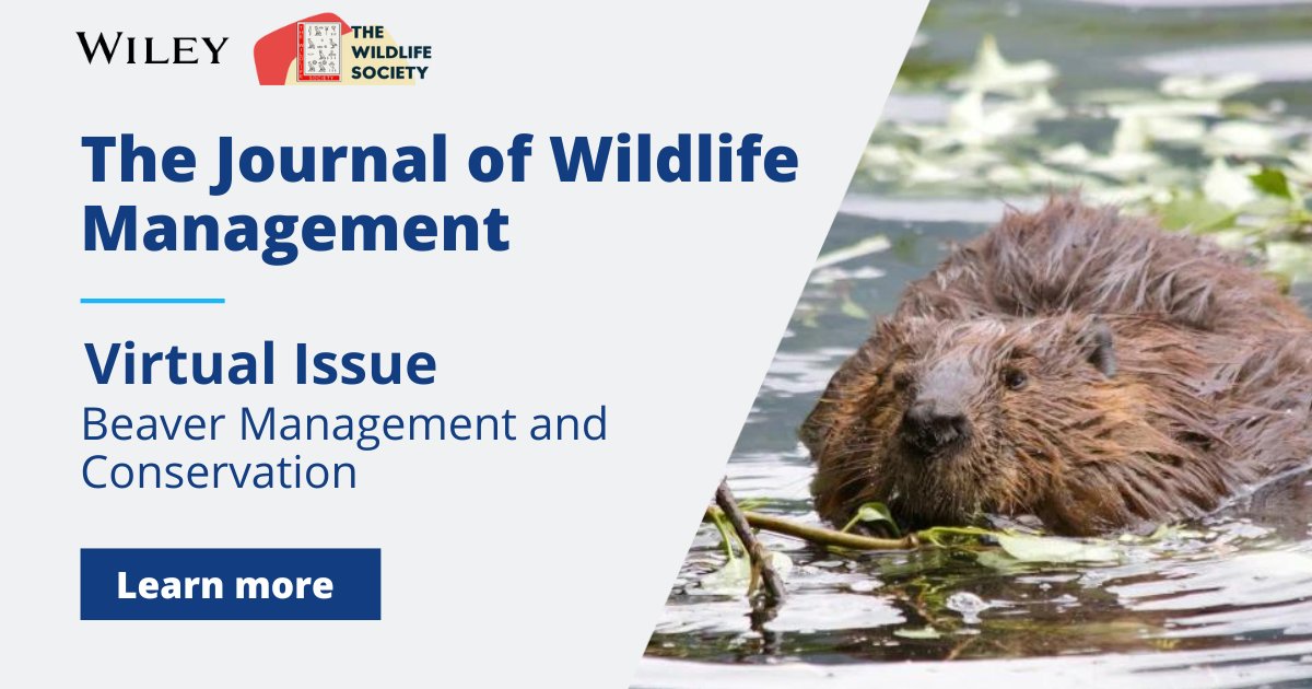 🌿 Discover the balance of #BeaverConservation and management in our virtual issue. Spanning 20 years of research across North America & northern Europe, exploring field techniques, genetics and more. @wildlifesociety #WildlifeManagement Read now 🔗 ow.ly/5rn450RuBrK