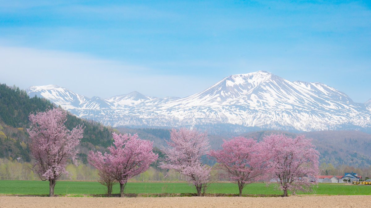 満開の山桜と、残雪残る大雪山。
 2024/5/5
北海道・美瑛町にて
#photographylovers #coregraphy #キリトリセカイ #東京カメラ部 #tokyocameraclub #NationalGeographic #今月の風景写真館 #美瑛町