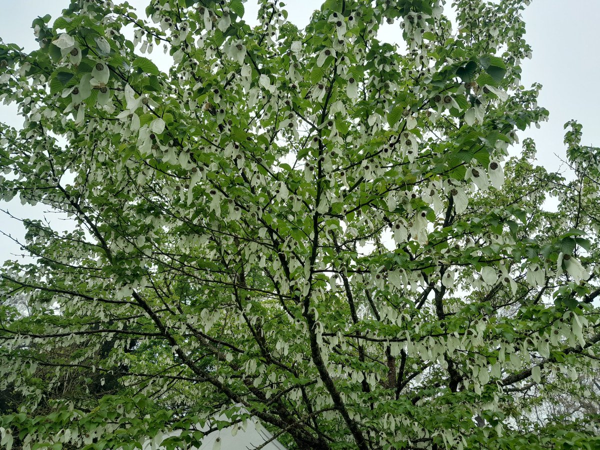 Davidia involucrata, looking stunning at Belmont House Spring Fair today.