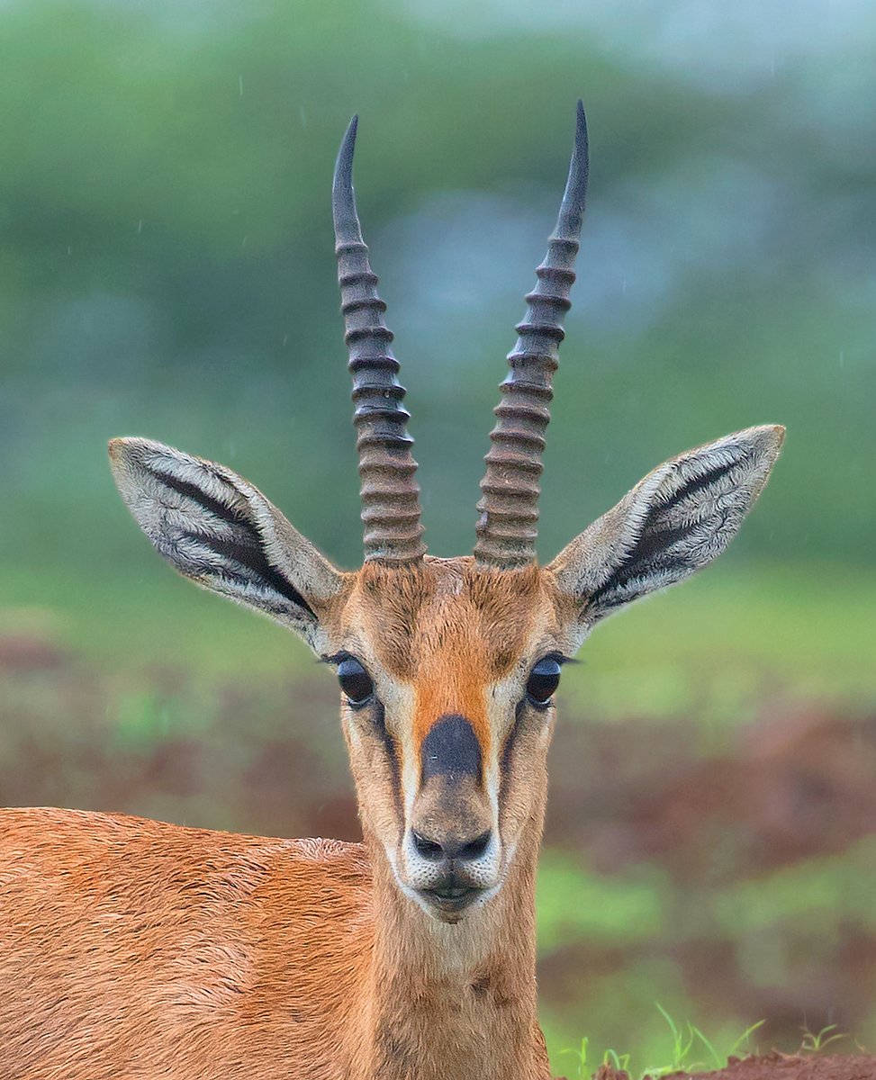 Looking camp right in the eye 🦌 #DidYouKnow the Chinkara are very agile gazelles; they run in leaps and bounds and can jump up to 6-7 meters in height! 📸: Pratik Humnabadkar #India #chinkara #gazelle #metgala