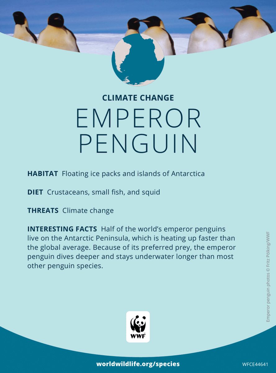 In celebration of Faker's birthday, I have made a small contribution to WWF 

Under Faker's name, I have symbolically adopted an Emperor Penguin.  

I hope this will be a lovely birthday present for Faker.   
#T1 #Faker #페이커 #Happy_Faker_Day