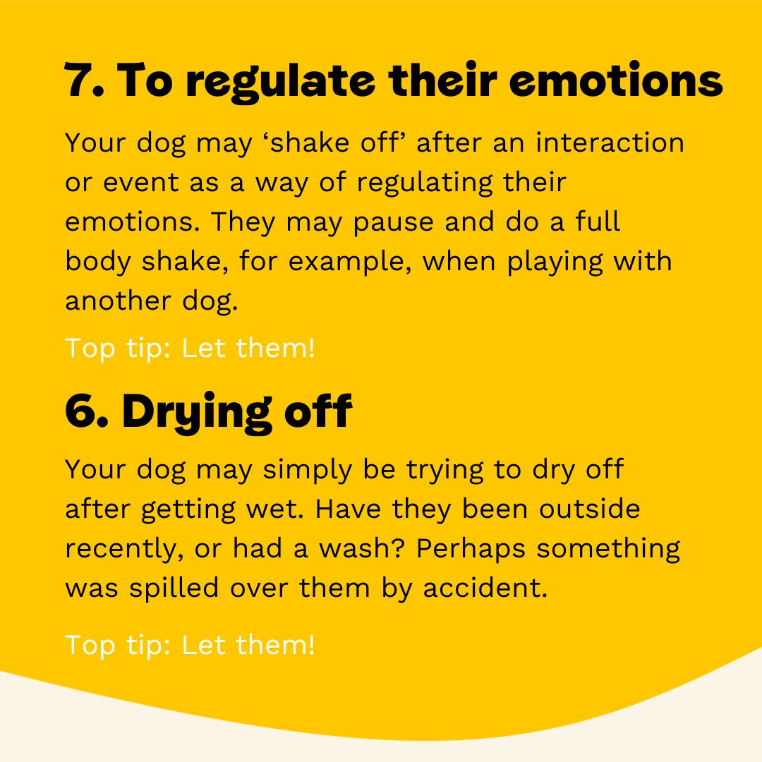 It can be a little unsettling to notice your dog shaking. It's probably harmless but here are some reasons as to why this may be happening 💛🐶 bit.ly/3UHc246