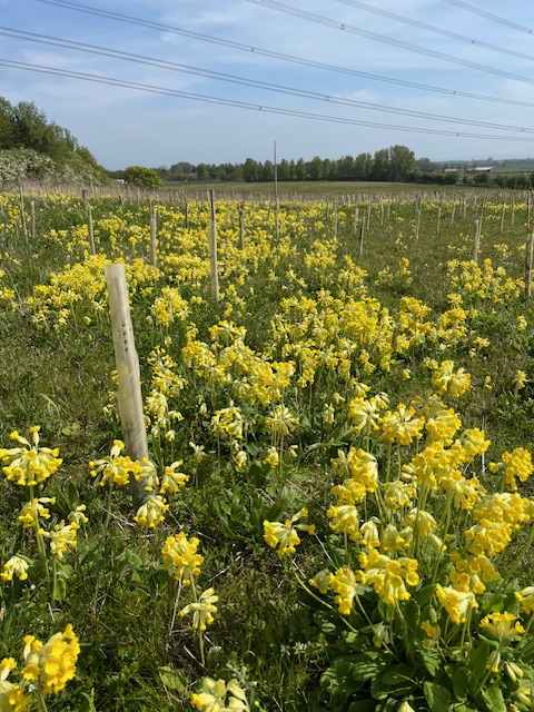 Come along and see the wonderful show of cowslips and red campions at University Campus East where we are running our Woodland Maintenance event Saturday 10am 11th May until lunchtime Details of location & meeting point please see our Facebook pages facebook.com/TreemendousYor…