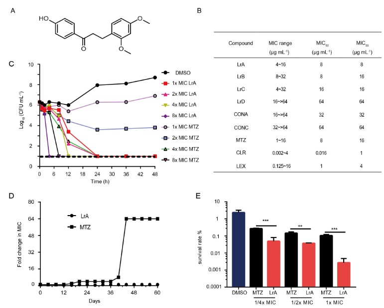 Loureirin A (LrA), a traditional Chinese medicine monomer, possesses specific antibacterial activity against Helicobacter pylori without the bacteria displaying a tendency to develop resistance in vitro. Learn more in #AACJournal: asm.social/1QX