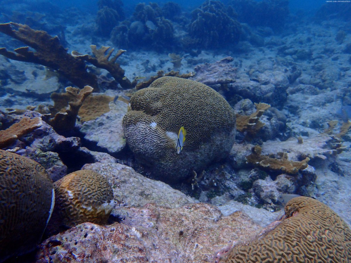 Stony coral tissue loss disease has severely impacted Caribbean coral reefs. A new study assesses coral reef community vulnerability to the disease and predicts that fish responses will vary geographically and across functional groups. scim.ag/6QZ