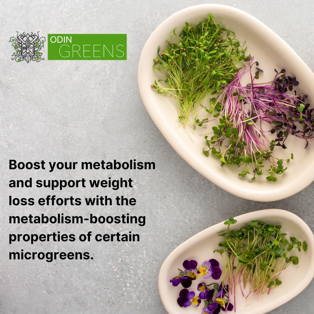 Boost your metabolism and support weight loss efforts with the metabolism-boosting properties of certain microgreens. 

Take control of your health and incorporate microgreens into your diet for a fitter you! 💪

#nutritionblogger #igweightloss #nutritionplan #nutritional