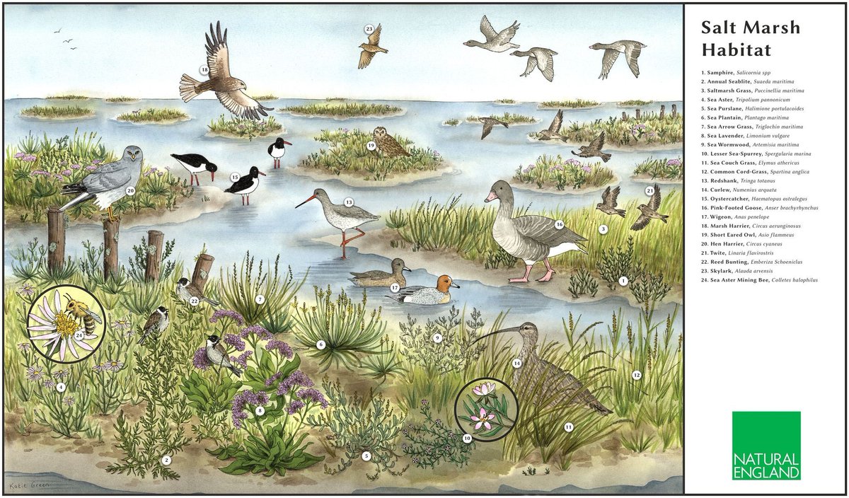 Saltmarsh is one of the most critical habitats found on the tidal estuaries in the Suffolk & Essex Coast & Heaths National Landscape

Natural England has created these fantastic illustrations to reveal the secrets found beneath the surface!

Learn more
👉 buff.ly/3xuPnic