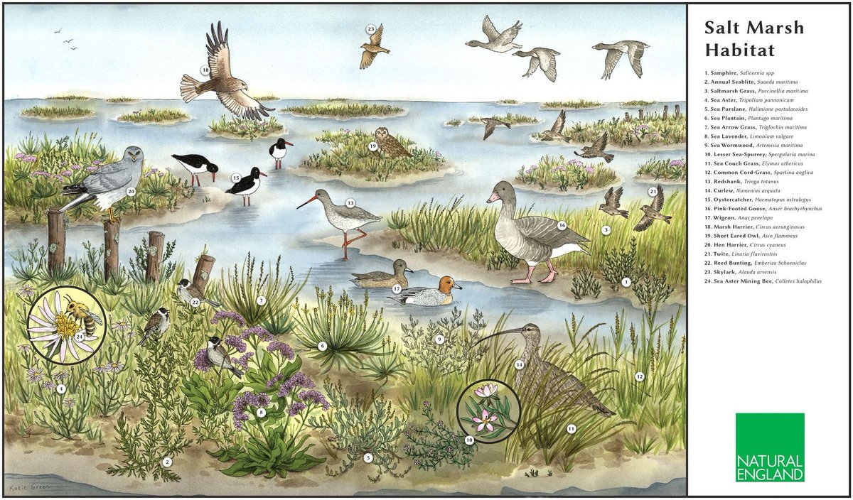 Saltmarsh is one of the most critical habitats found on the tidal estuaries in the Suffolk &amp; Essex Coast &amp; Heaths National Landscape

Natural England has created these fantastic illustrations to reveal the secrets found beneath the surface!

Learn more
👉 buff.ly/3xuPnic