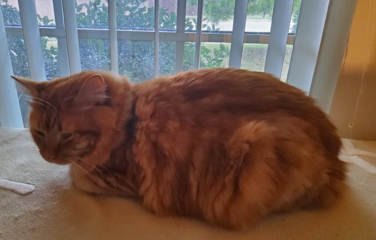 Extra large loaf. #KittyLoafMonday