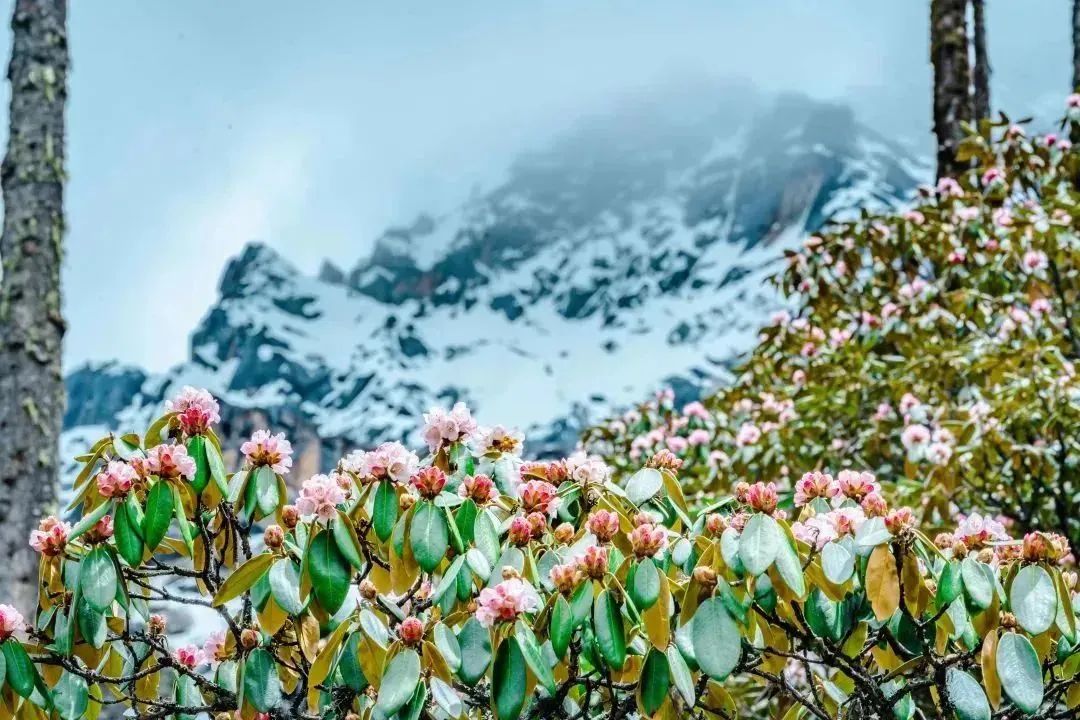 🌸Where #hornflowers bloom, the wind is always fragrant.Aba, the Pure Land of #Sichuan, is a place where the #flowers thrive. 🫶Nowadays, hornflowers in Aba have already covered the mountains and are waiting for you.