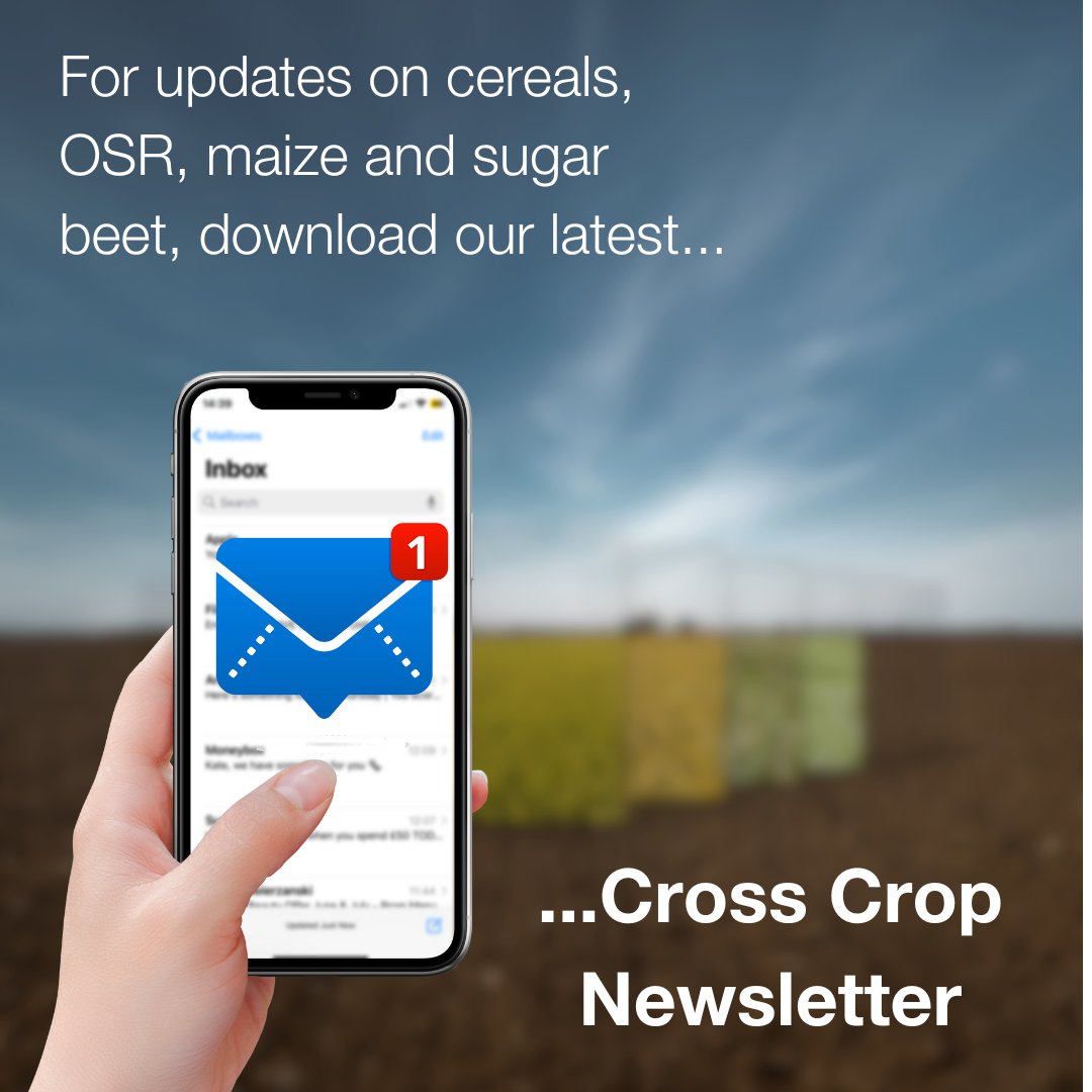 ⭐OUT NOW⭐ The April edition of KWS UK's Cross Crop Corner. In this publication, the technical team will be discuss topics relevant to this stage of the season for cereals, oilseed rape, maize and sugar beet. Download now 👉ow.ly/r3cL50RuNgR..