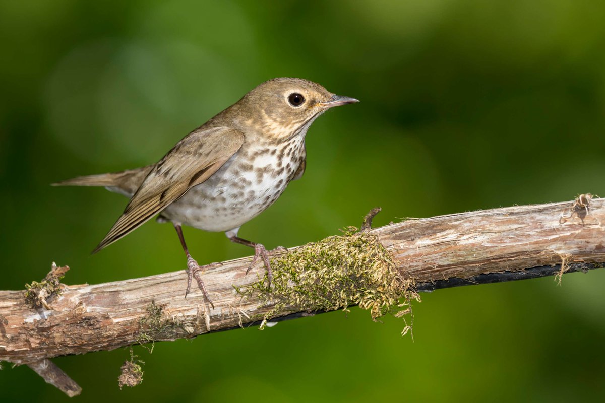 Bird migration has a strong genetic basis, according to a study of Swainson’s thrush, a long-distance migrant. According to the authors, there is considerable genetic variation within the species, which may help it adapt to climate change. In PNAS: ow.ly/y2xS50RxkFn