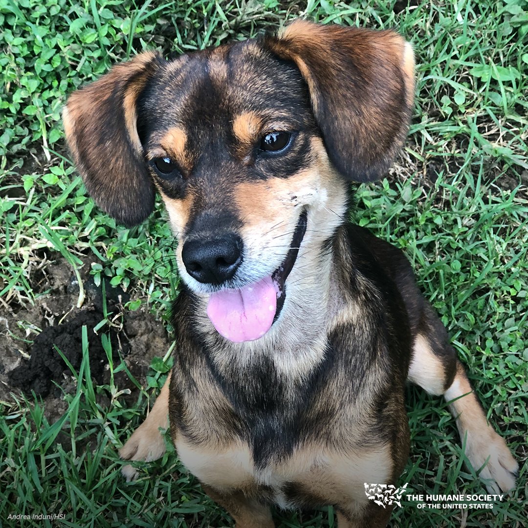 🐶💚 Last year, with HSI’s support, Costa Rican authorities rescued 26 dogs living in inhumane conditions. One of them was sweet Maya, who was locked up with dogs in a cockroach-infested, small, dark, and humid room. The floor was covered in feces. After being rescued and