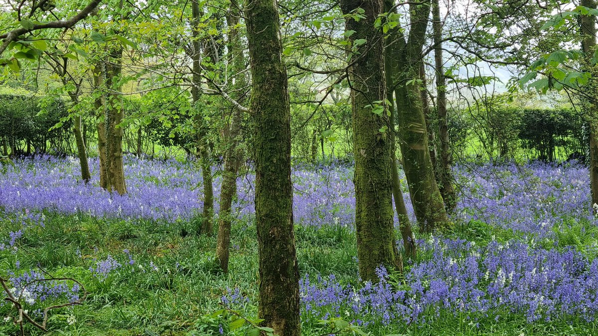 Bluebells under the Rookery at Scales, Lorton #Cumbria UK