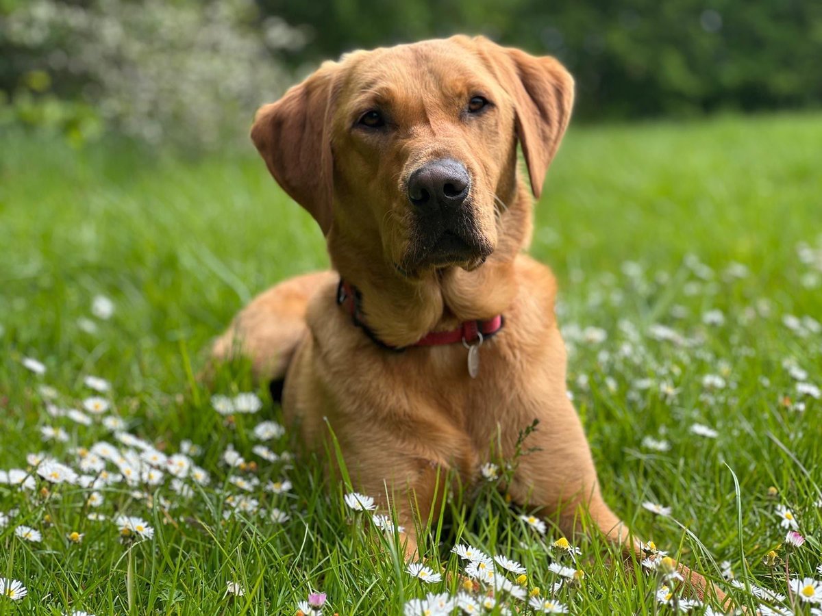 Happy #BankHolidayWeekend from everyone at Medical Detection Dogs. We hope you're feeling fresh a as daisy like Medical Alert Assistance Dog in training, Jarvis, and enjoy the long weekend. medicaldetectiondogs.org.uk