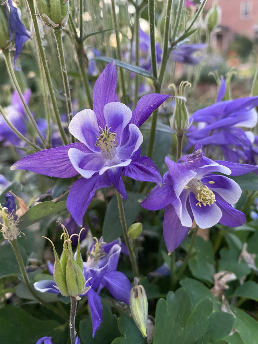 Columbine flowers adding purple/blue dazzle to the garden this spring #columbineflower #pollinatorgarden #springblooms #raisedbeds #Flowers #purpleflowers