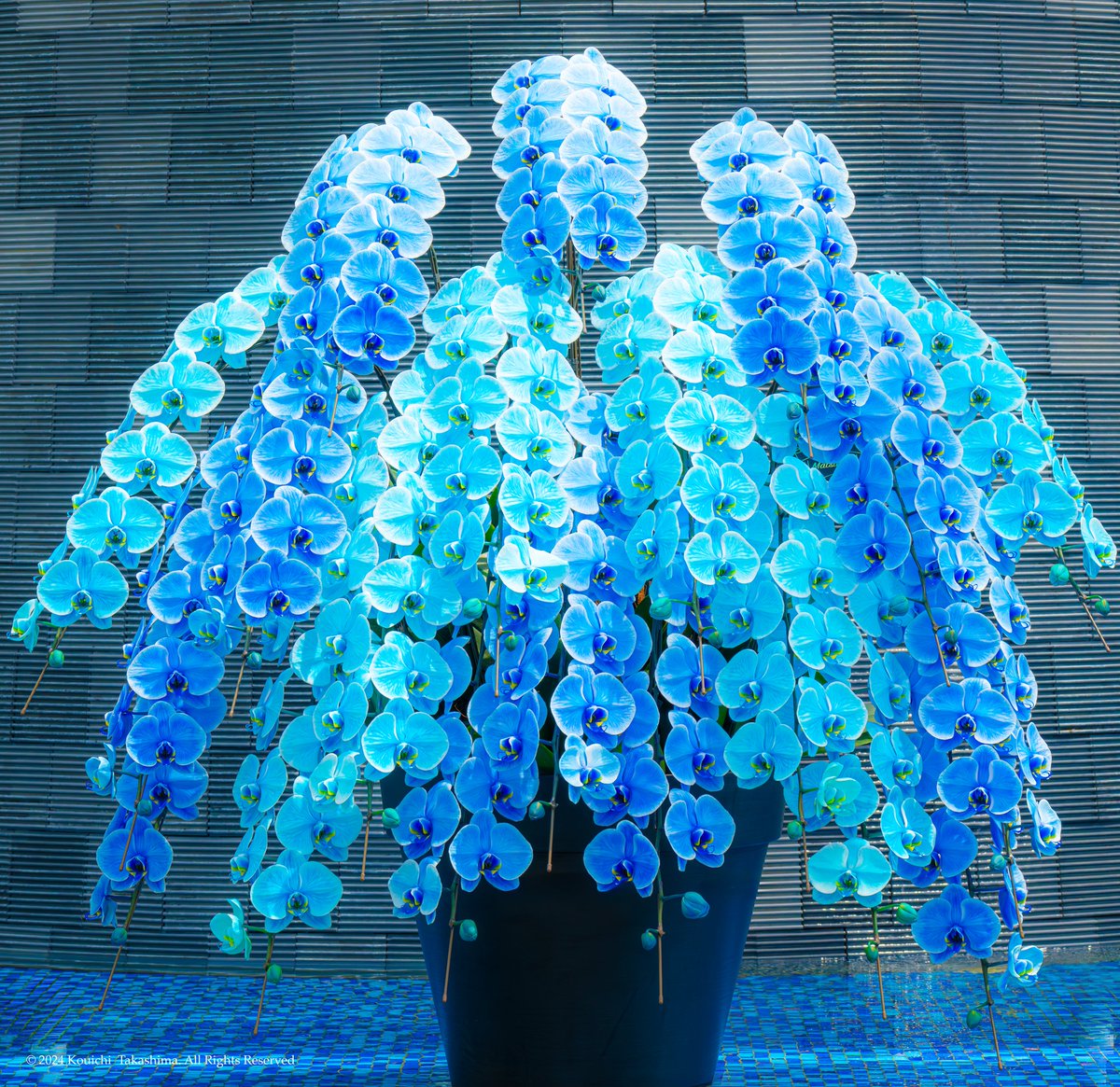 魔性の魅力を感じる青い胡蝶蘭✨
#NaturePhotography  #Flowers