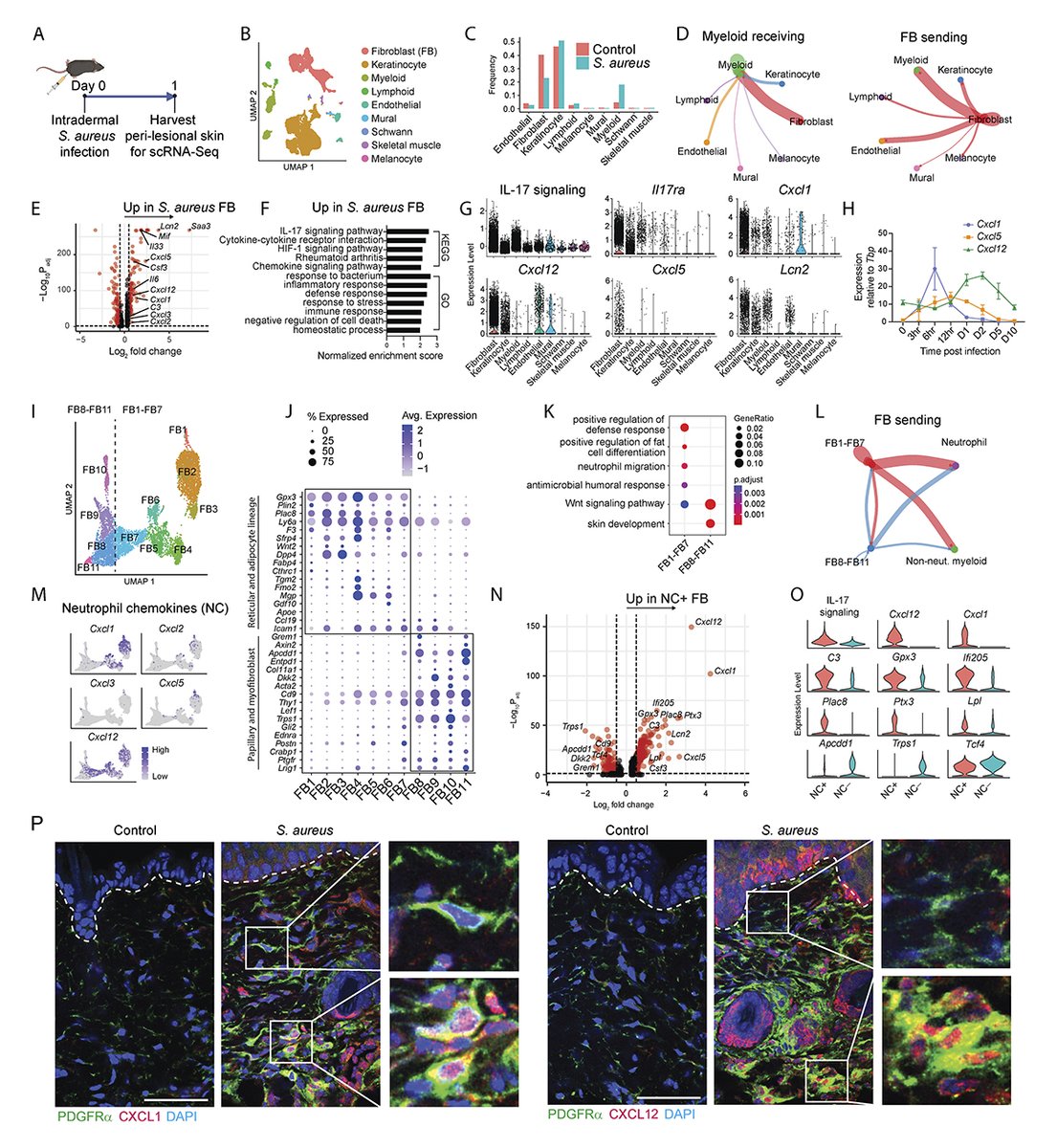 .@KellenCavagnero et al. use single-cell transcriptomics to identify dermal immune acting #fibroblast (IAF) subsets that communicate with #neutrophils during type 17 #inflammation. hubs.la/Q02vy4Md0 From our #Immunology collection: hubs.la/Q02vx-m60 #AAI2024