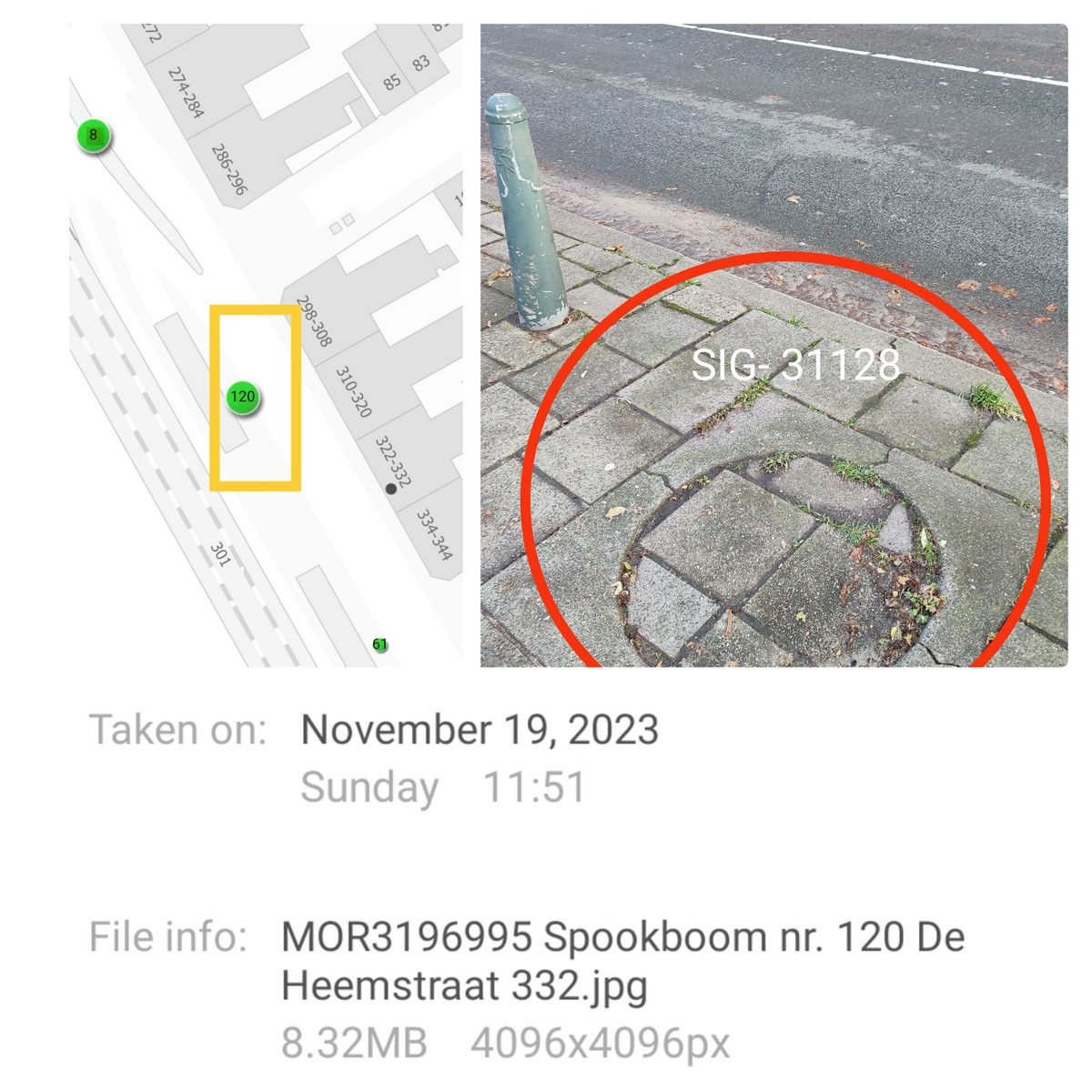 Deze bestrate boomspiegel in De Heemstraat graag meenemen in herplant seizoen 2924-2025 @GemeenteDenHaag  #isgemeld voor de 2e keer #groenmoetjedoem