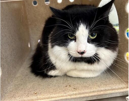 Michael, a 1-year-old tuxedo cat at a full shelter in #Lancaster, #CA, needs a forever home, a foster home, or rescue adoptapet.com/pet/40593012-l… #URGENT #tuxedocat #AdoptableCatofDay 🐈‍⬛
