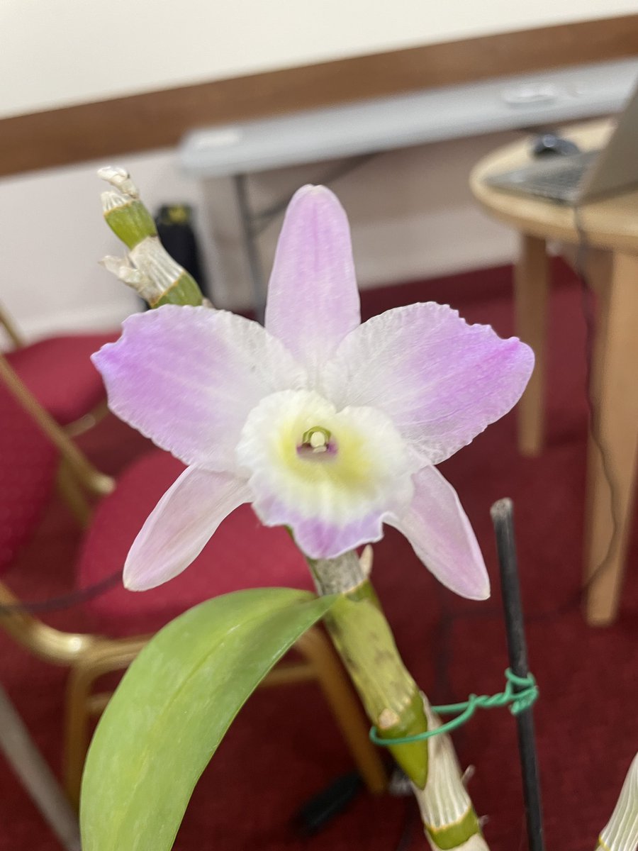 It was such an honour to present part of my PhD to the #Orchid Society of Great Britain (OSGB) last Saturday. I even got a nice #Dendrobium.