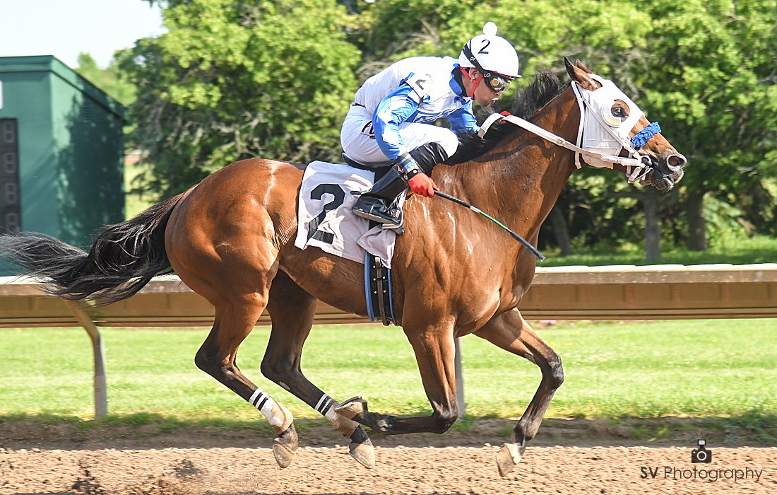 The third race this afternoon brings together a tremendous field with combined earnings of $1,000,000. Pictured is 2022 stakes winner Flying Emperor. His career earnings exceed $225,00. Post time for race three is 2:13 pm