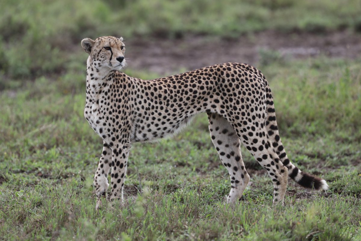 Serengeti Cheetah (@serengeticheeta) on Twitter photo Swift as the wind, majestic as the dawn. #RockRose
<a href="/SarahMDurant/">Prof Sarah Durant</a> <a href="/AnneWHilborn/">Anne Hilborn</a> <a href="/hmk_oneill/">Dr Helen O'Neill</a> <a href="/CCIAfrica/">Africa Range Wide Cheetah Conservation Initiative</a> <a href="/OfficialZSL/">ZSL</a> <a href="/MunisiKelvin/">kelvin munisi</a> <a href="/denzminja271/">Dennis</a> Swift as the wind, majestic as the dawn. #RockRose
<a href="/SarahMDurant/">Prof Sarah Durant</a> <a href="/AnneWHilborn/">Anne Hilborn</a> <a href="/hmk_oneill/">Dr Helen O'Neill</a> <a href="/CCIAfrica/">Africa Range Wide Cheetah Conservation Initiative</a> <a href="/OfficialZSL/">ZSL</a> <a href="/MunisiKelvin/">kelvin munisi</a> <a href="/denzminja271/">Dennis</a>