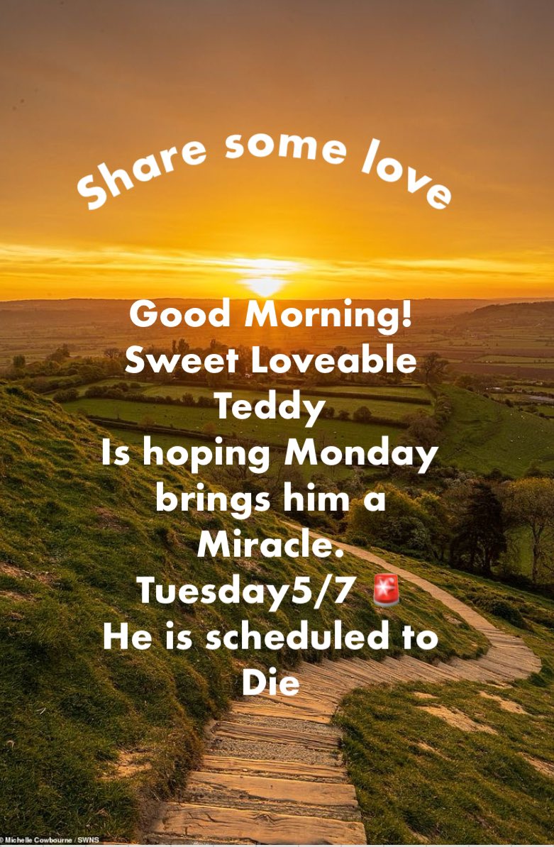 Grab a cup of coffee, some breakfast and or lunch then go save Teddy! Best Friend await someone! #OutdoorAdventures #summer #May #CoffeeLovers #Camping #MetGala2024 #hiking #AnimalLovers #ArtistOnTwitter #BackyardFun #beachlife #BestFriend #Doglovers #eastcoast #USA 🆘🆘