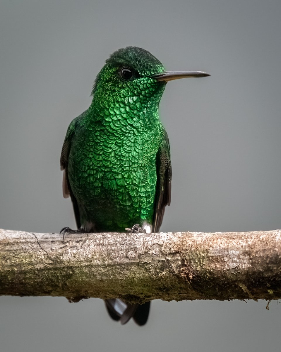 Saucerottia saucerottei. Steely vented hummingbird. Risaralda Colombia