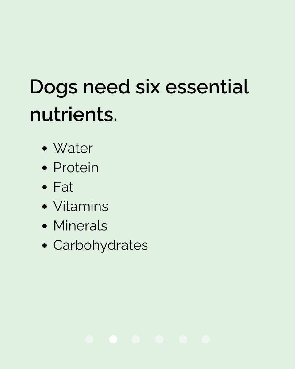 Thinking of switching to homemade meals for your pup? Keep these nutritional guidelines in mind 👆🏽

But hey, we're curious - when it comes to feeding them:
Do you stick with kibble?
Cook up a storm?
or mix it up with home-cooked food & kibble?

Let us know!

#thebarkshoppe