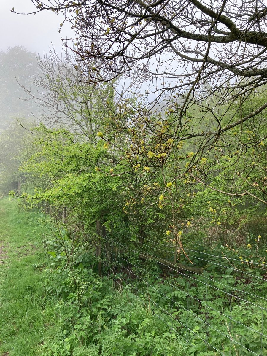 Wigmoreash ponds #westberks in the mist and rain - Cuckoo calling in the far distance